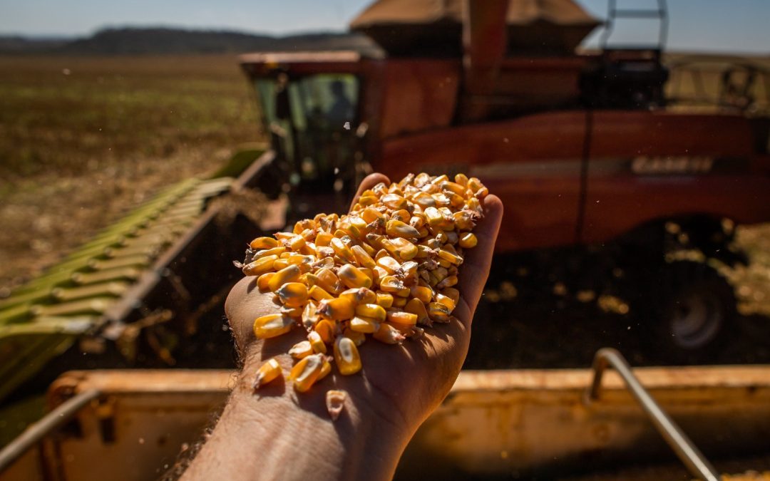Produção de grãos em Goiás é a quarta maior do Brasil