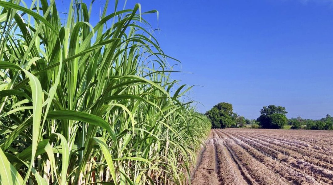 Mercado de biocombustíveis em Goiás gera 3 mil empregos e demanda segue alta