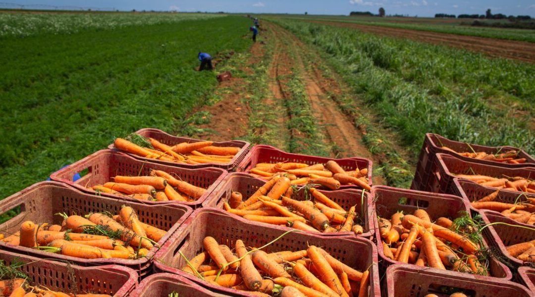 Agro goiano atinge maior empregabilidade da série histórica